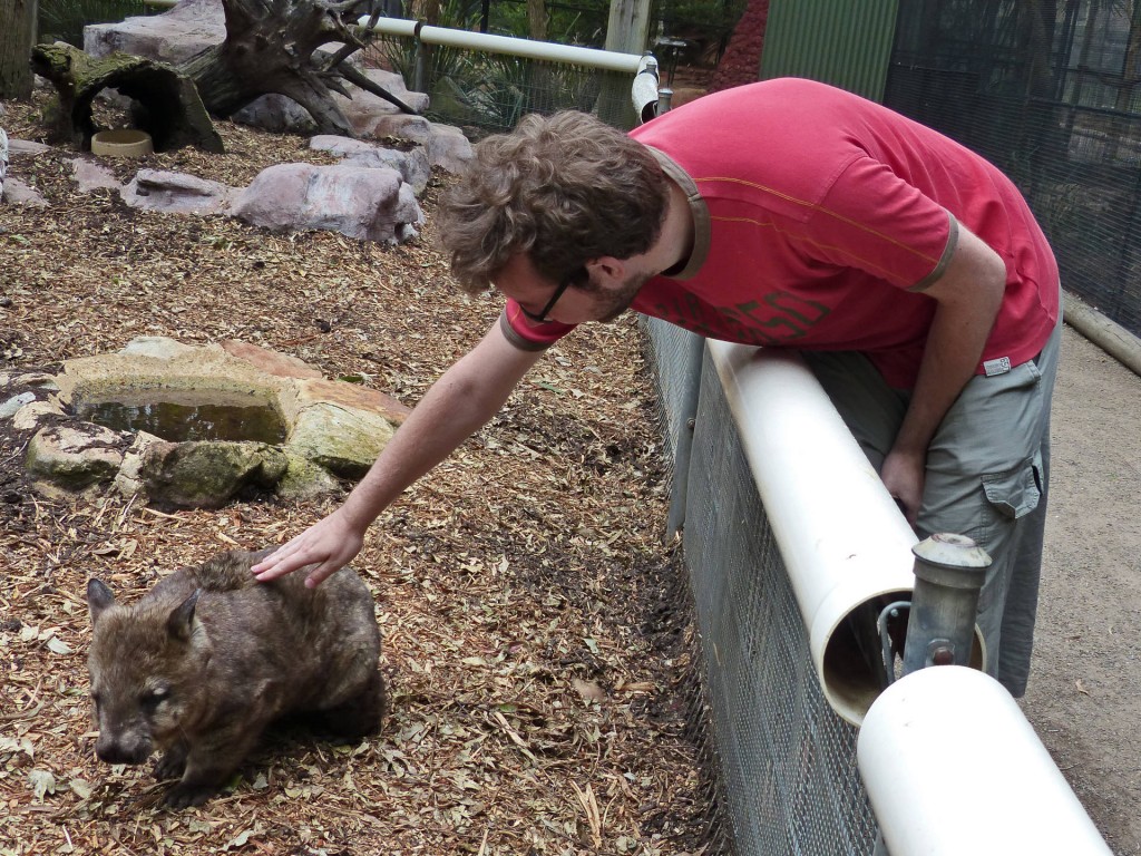 robert-wombat-featherdale-wildlife-park