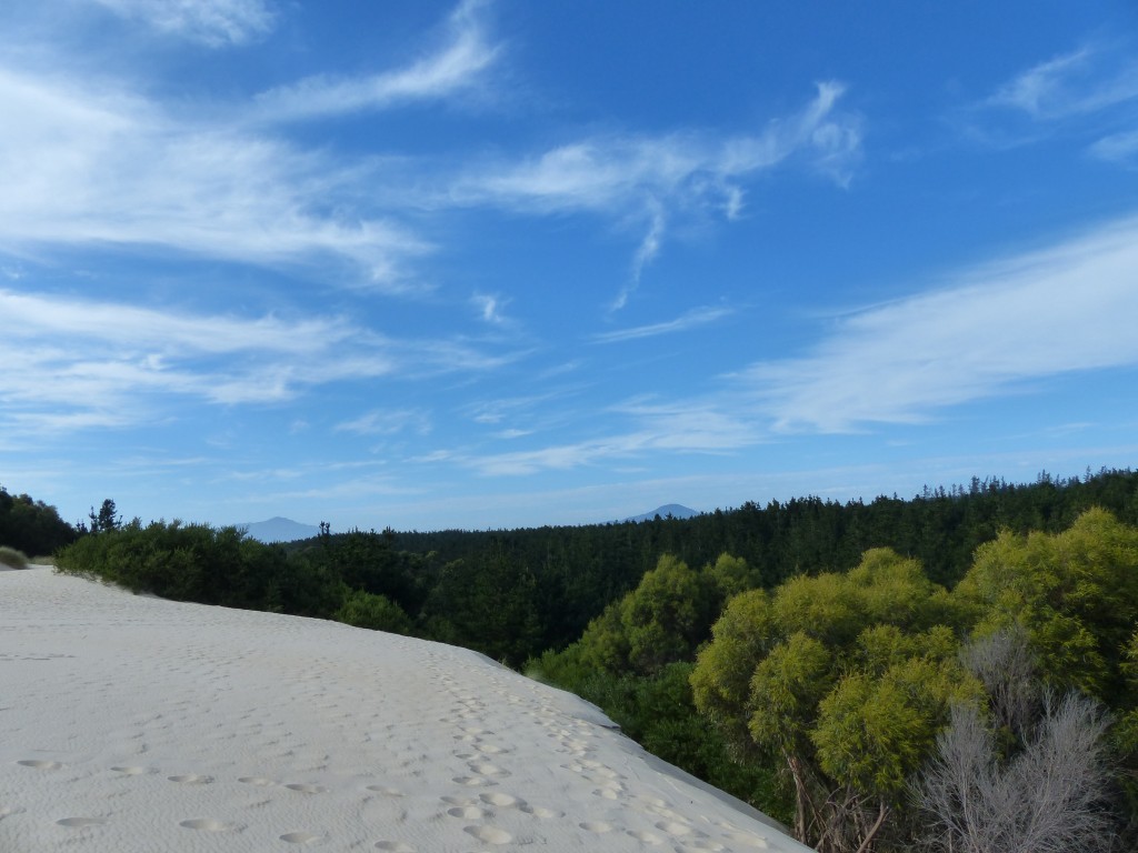 Henty Dunes - Sandberg mit Blick über die Bäume