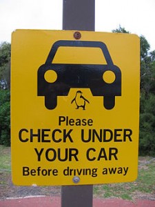 Schild beim Parkplatz vor der Penguin Parade "Please Check under your Car" - keine Pinguine unterm Auto?