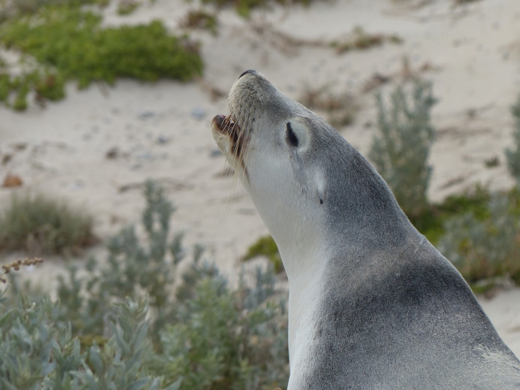 Seelöwe an der Seal Bay auf Kangaroo Island