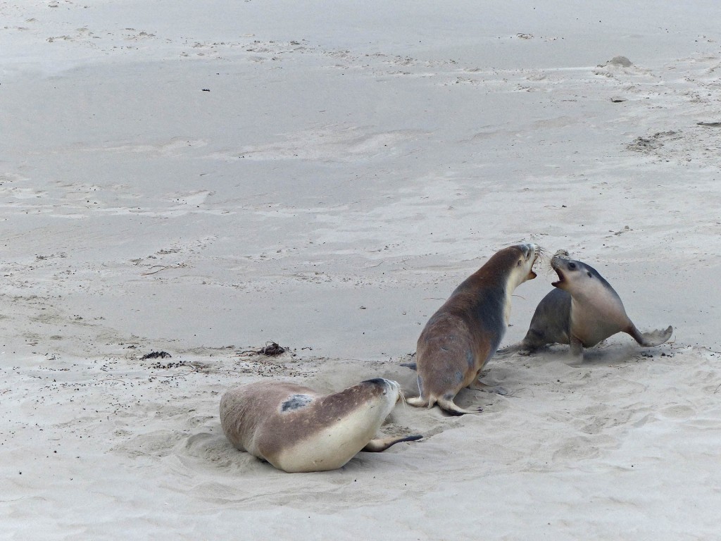 Sich anbrüllende Seelöwen an der Seal Bay