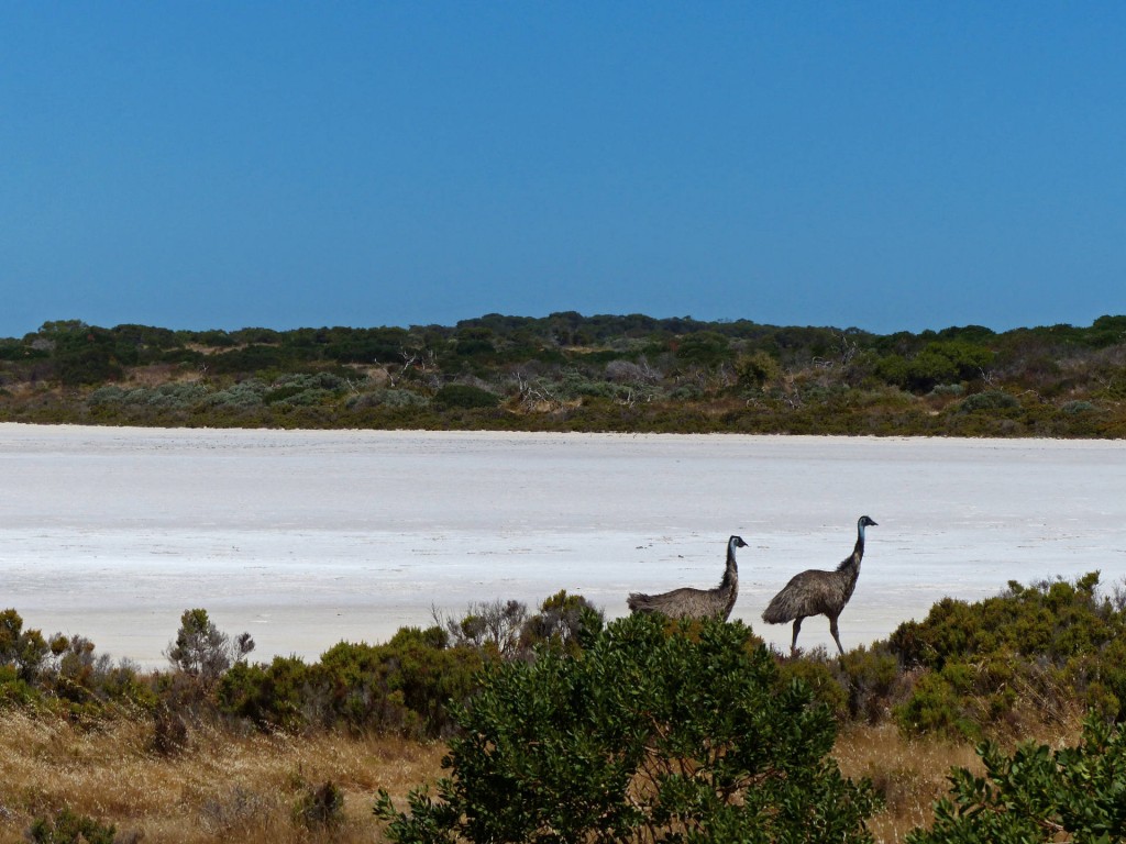 Emus im Coorong National Park